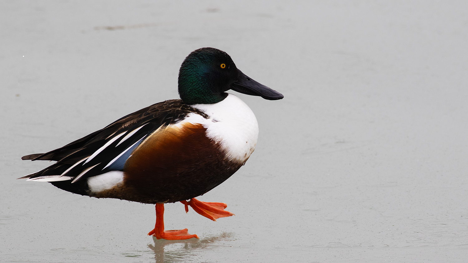 Northern Shoveler